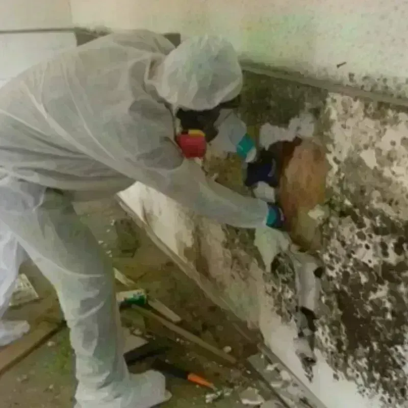 Mold Remediation and Removal in McKenzie, TN